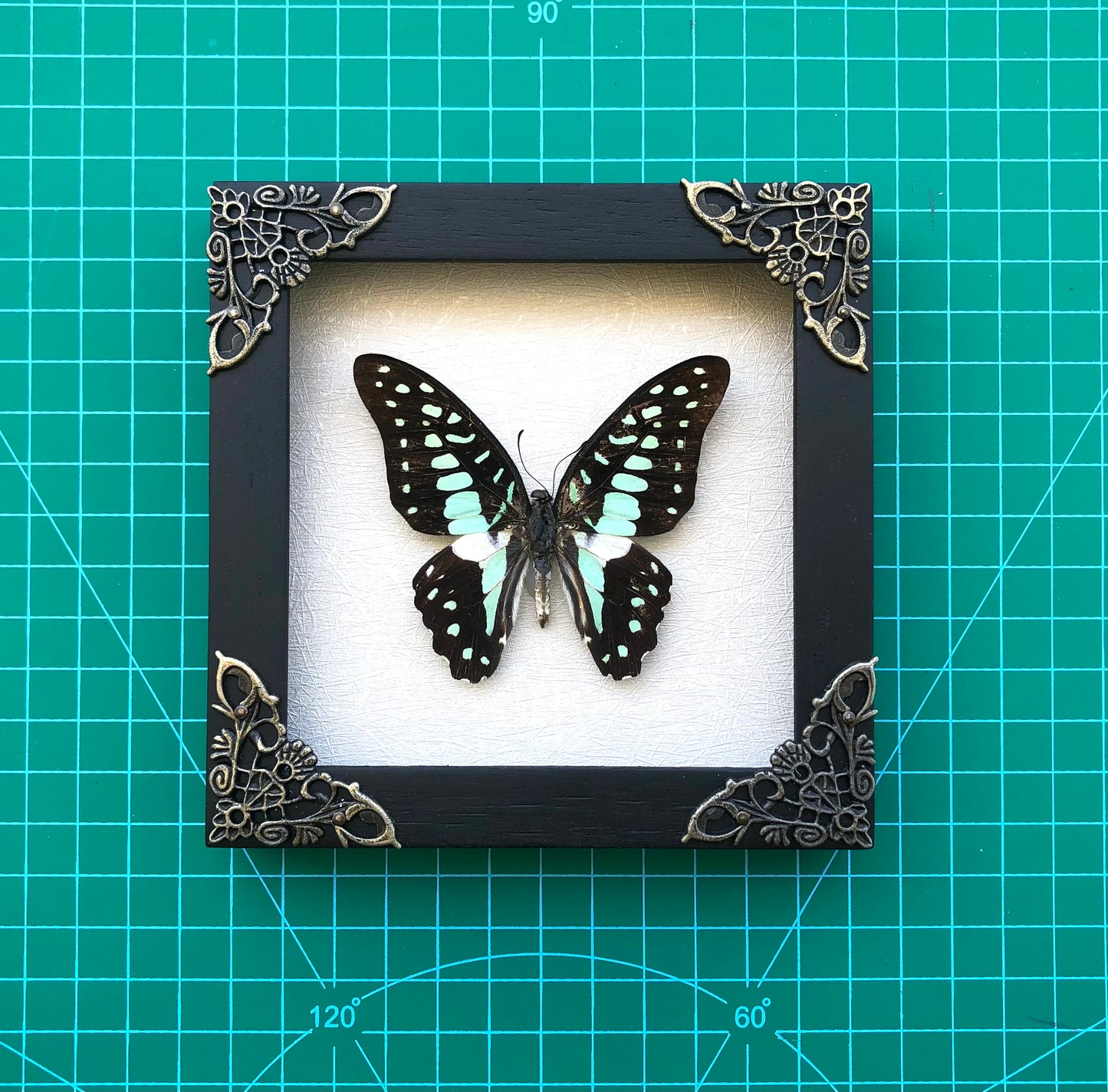 Real Framed Butterfly Dead Dried Insect Specimens K12-11-TR