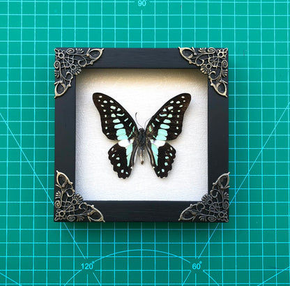 Real Framed Butterfly Dead Dried Insect Specimens K12-11-TR