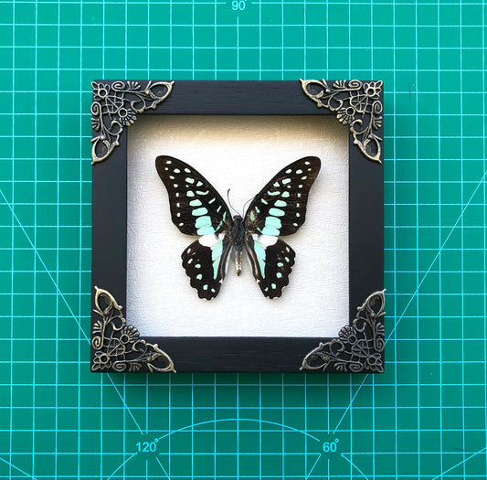 Real Framed Butterfly Dead Dried Insect Specimens K12-11-TR