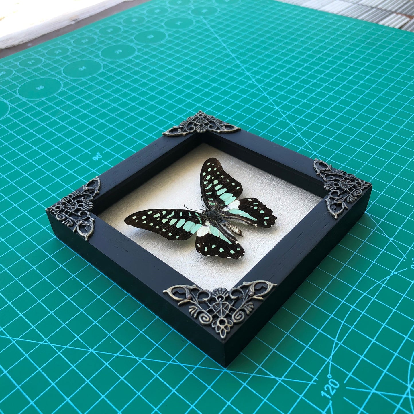 Real Framed Butterfly Dead Dried Insect Specimens K12-11-TR