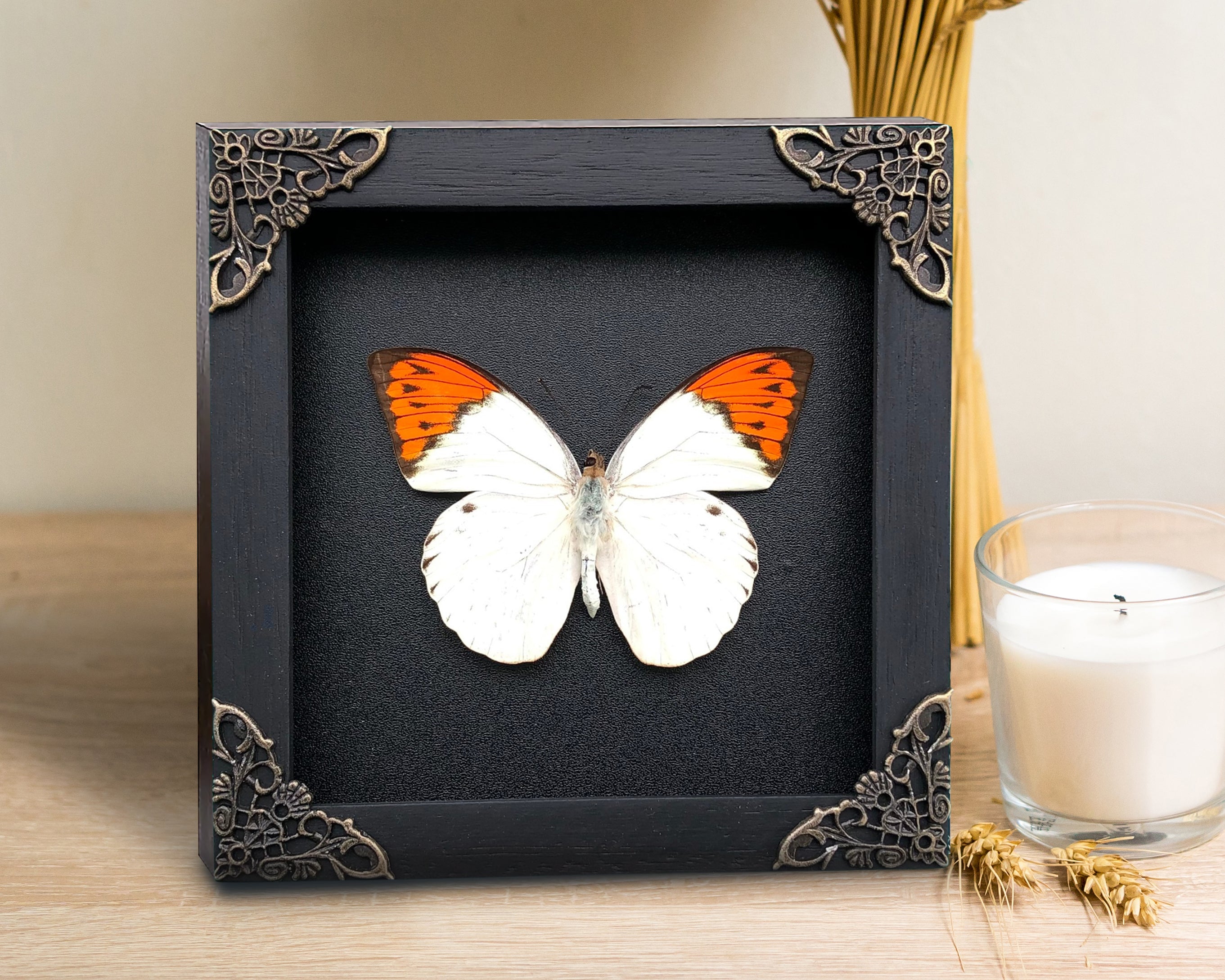 Real Butterfly Hebomoia Glaucippe Wooden Frame Dried Insect Specimens Taxidermy K14-08-DE