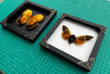 Pack of 2 Real Butterfly and Cicada Beetle Wooden Frame | Handmade Shadow Box Insect Oddity Taxidermy