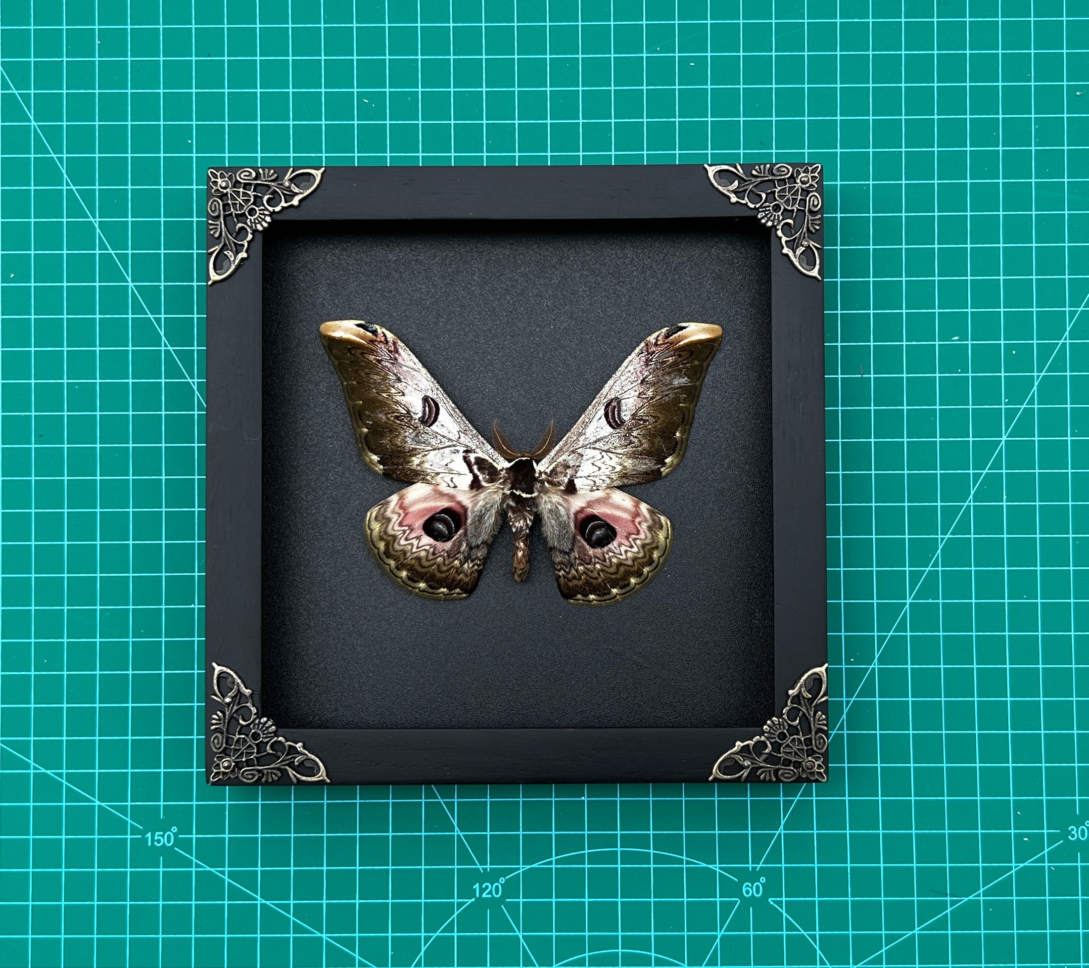 Real Framed Butterfly Dried Insect Shadow Box - Saturnia Zuleika Moth Saturniidae K18-07-DE