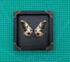 Real Framed Butterfly Dried Insect Shadow Box - Saturnia Zuleika Moth Saturniidae K18-07-DE