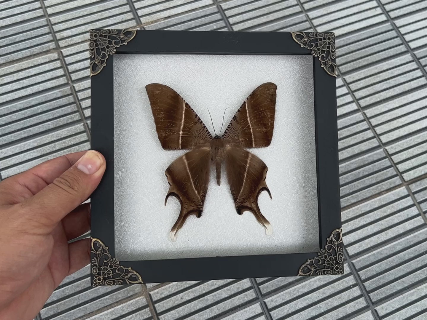 Real Tropical Swallowtail Moth Wooden White Frame Dried Insect Specimens Taxidermy K18-24-TR