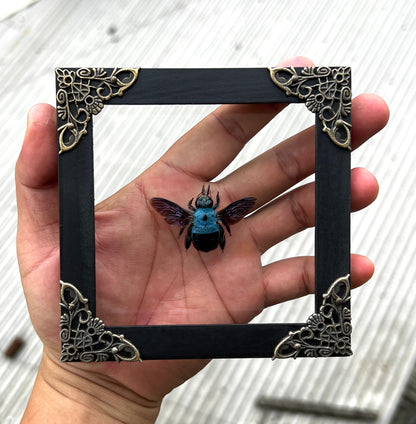 Real Framed Blue Carpenter Bee Glass Wooden Specimen Oddities K12-61-KINH