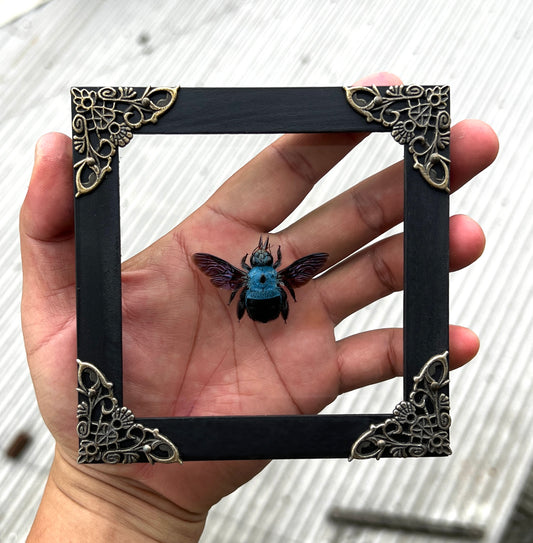 Real Framed Blue Carpenter Bee Glass Wooden Specimen Oddities K12-61-KINH