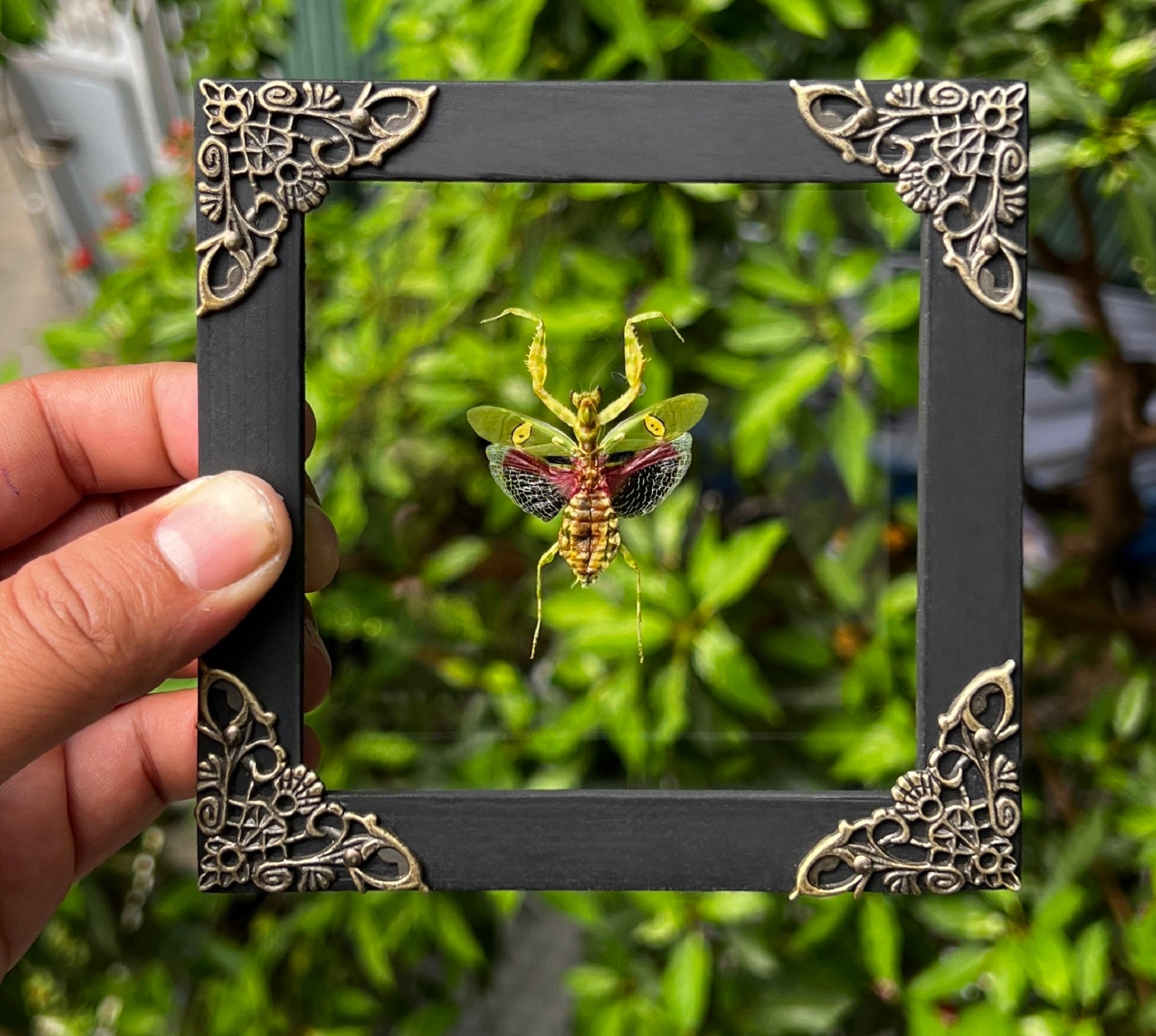 Real Framed Mantis Creobroter Glass Wooden Specimen Oddities Taxidermy K12-62-KINH