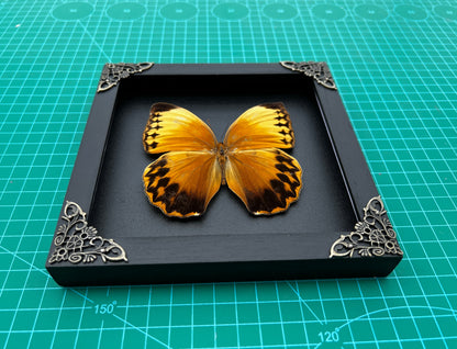 Real Butterfly Stichopthalma Wooden Frame Dried Insect Specimens K16-02-DE