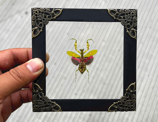 Real Framed Mantis Creobroter Glass Wooden Specimen Oddities K12-62-KINH