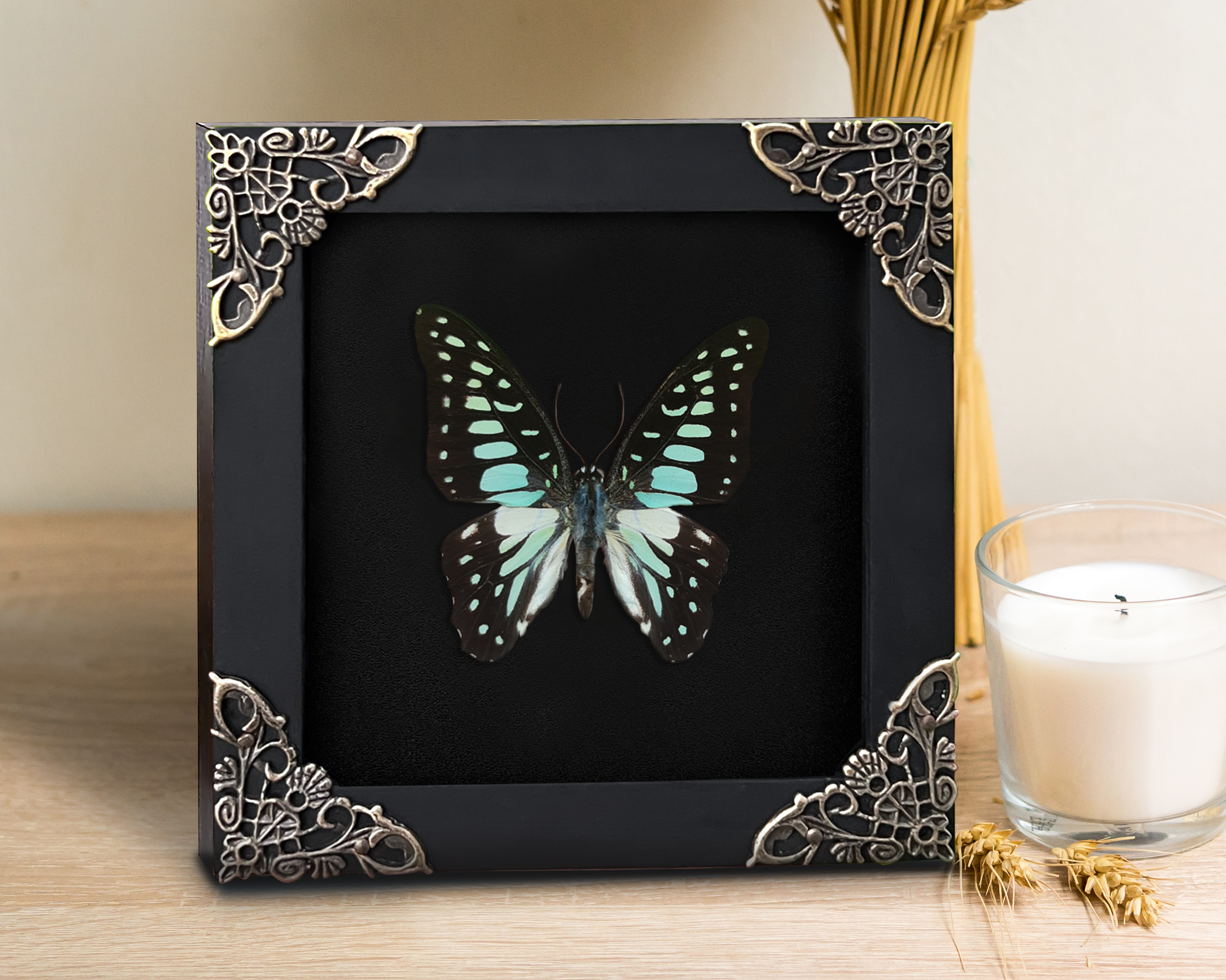 Real Framed Butterfly Taxidermy Dead Dried Insect Specimens Taxidermy K12-11-DE