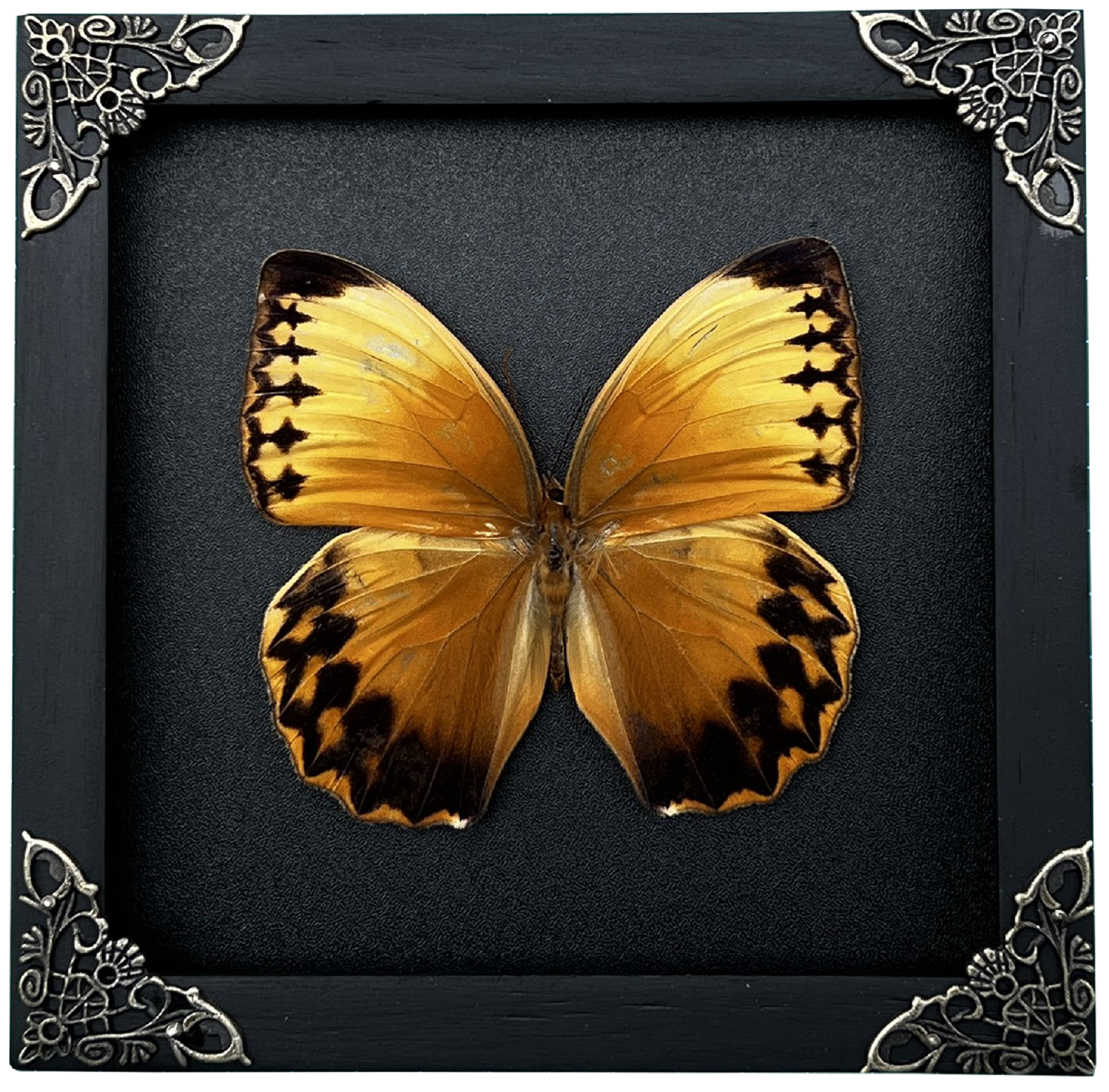 Real Butterfly Stichopthalma Wooden Frame Dried Insect Specimens Taxidermy K16-02-DE