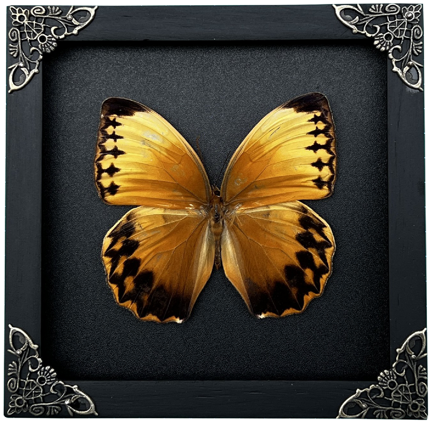 Real Butterfly Stichopthalma Wooden Frame Dried Insect Specimens K16-02-DE
