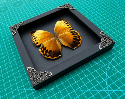 Real Butterfly Stichopthalma Wooden Frame Dried Insect Specimens K16-02-DE