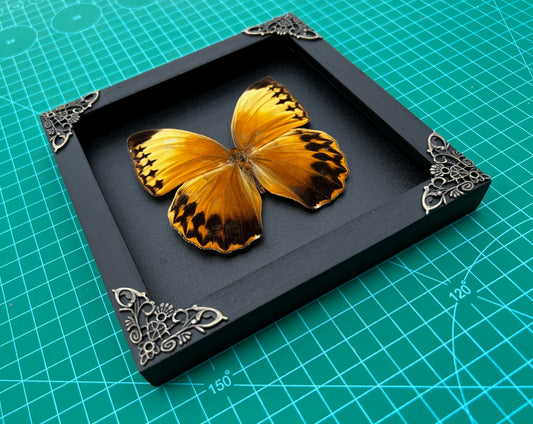 Real Butterfly Stichopthalma Wooden Frame Dried Insect Specimens K16-02-DE