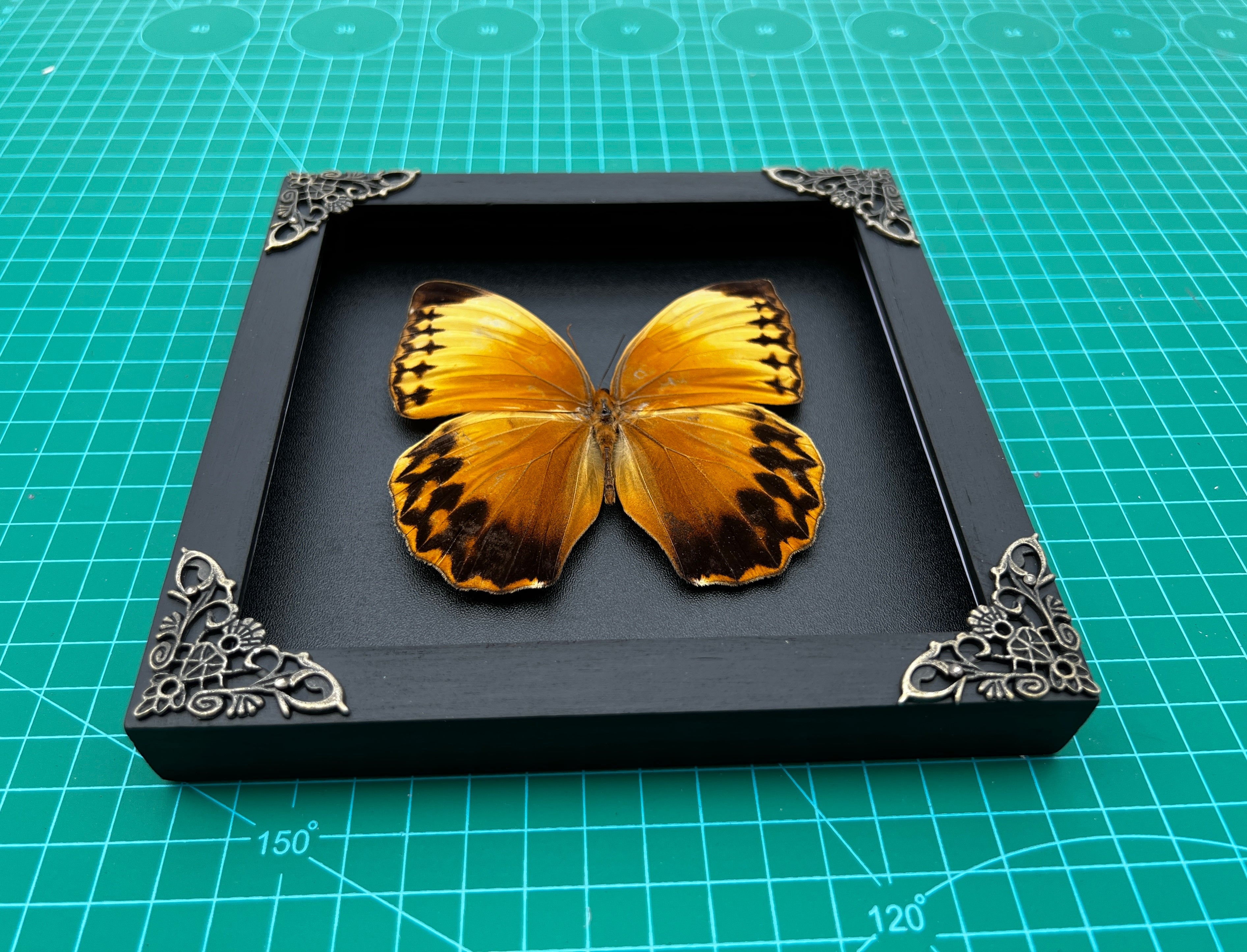 Pack of 2 Real Butterfly and Cicada Beetle Wooden Frame | Handmade Shadow Box Insect Oddity Taxidermy