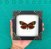 Real Framed Butterfly Insect Shadow Box - Campylotes Histrionicus K12-12-TR