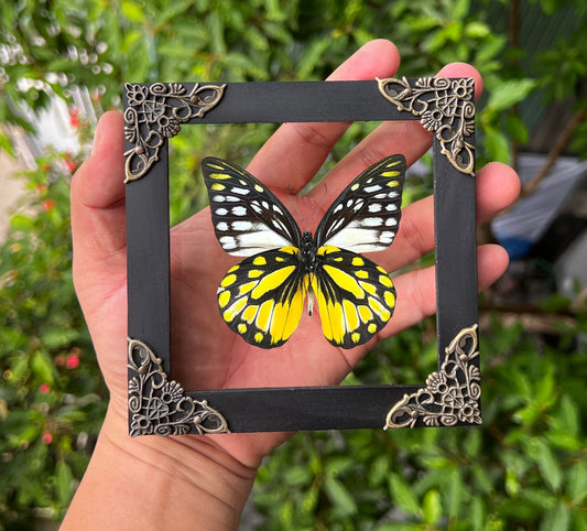 Real Framed Spotted Sawtooth Butterfly Glass Shadow Box Dead Dried Insect Specimens K12-10-KINH
