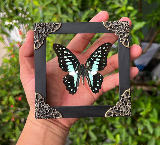 Real Framed Butterfly Glass Shadow Box Dead Dried Insect Specimens K12-11-KINH