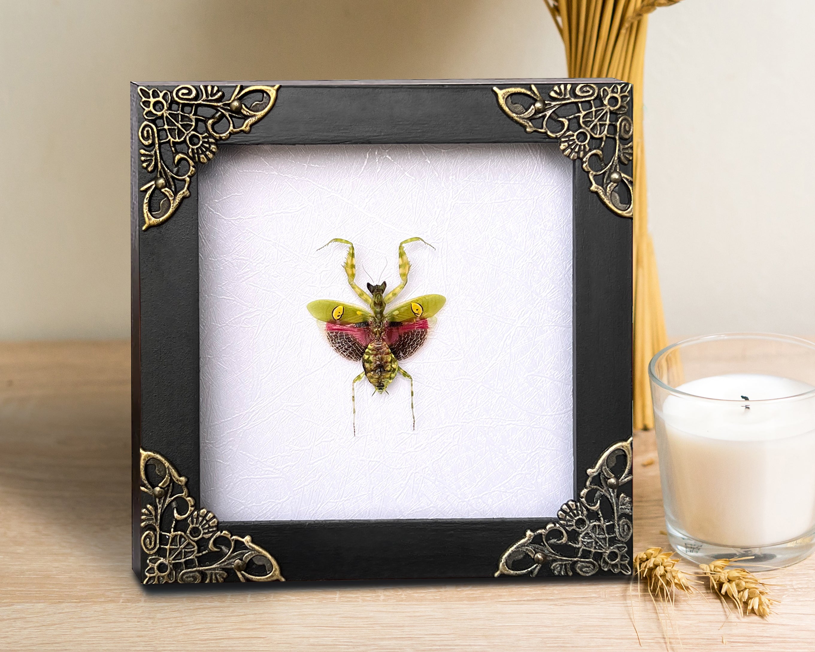 Real Framed Mantis Creobroter White Wooden Specimen Oddities Taxidermy K12-62-TR