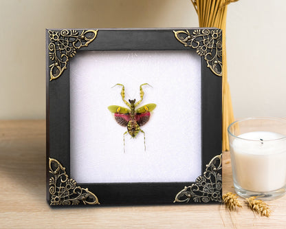 Real Framed Mantis Creobroter White Wooden Specimen Oddities K12-62-TR