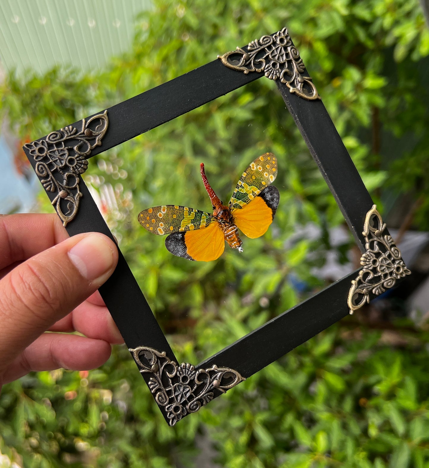 Real Framed Yellow Lanternfly Beetle Glass Shadow Box Specimen Oddities K12-55-KINH