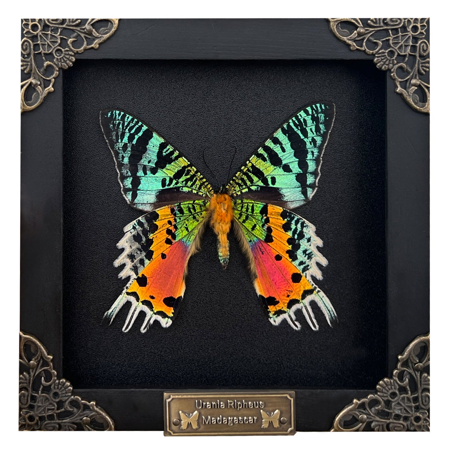 Real Black Framed Sunset Moth Butterfly Handmade Shadow Box K14-29-DE