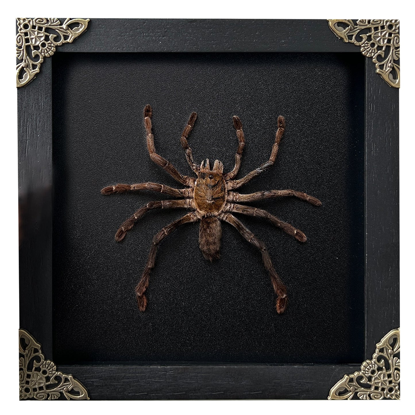 Real Framed Spider Shadow Box Bug Insect Unique Entomology Specimen Oddity Collection Tabletop Wall Art Home Decor Living Gallery K16-56-DE