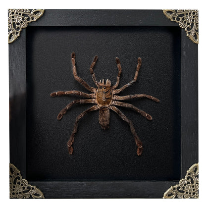 Real Framed Spider Shadow Box Bug Insect Unique Entomology Specimen Oddity Collection Tabletop Wall Art Home Decor Living Gallery K16-56-DE