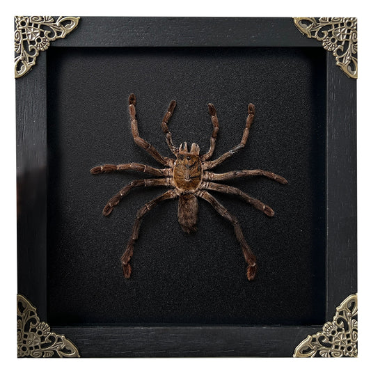 Real Framed Spider Shadow Box Bug Insect Unique Entomology Specimen Oddity Collection Tabletop Wall Art Home Decor Living Gallery K16-56-DE