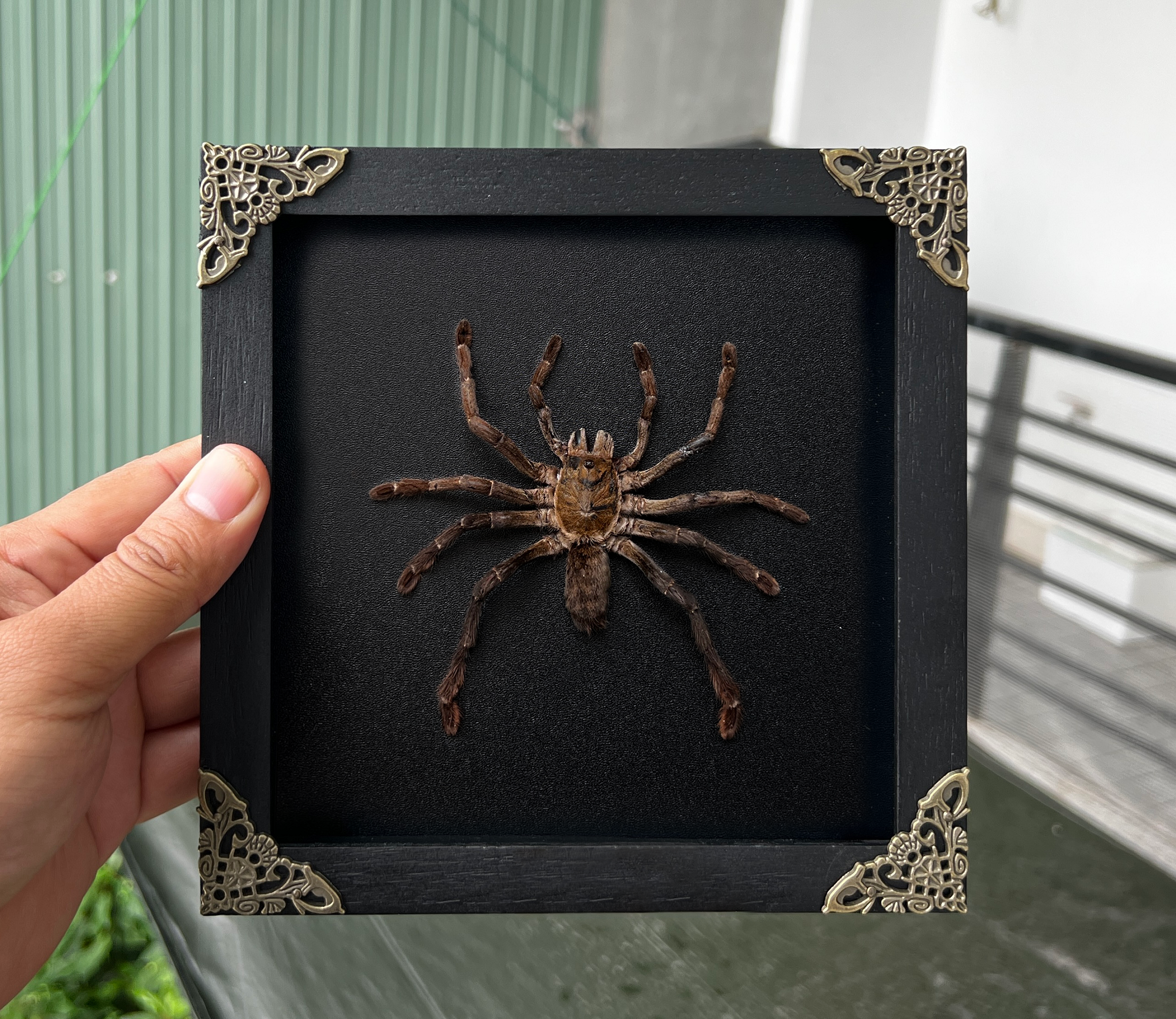 Real Framed Spider Shadow Box Bug Insect Unique Entomology Specimen Oddity Taxidermy Collection Tabletop Wall Art Home Decor Living Gallery K16-56-DE