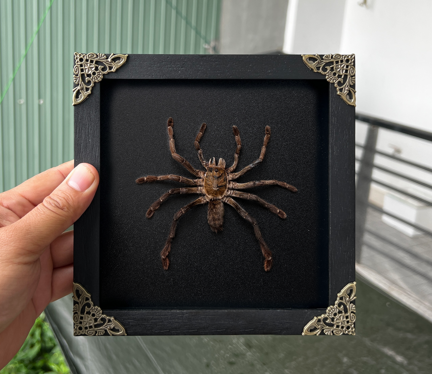 Real Framed Spider Shadow Box Bug Insect Unique Entomology Specimen Oddity Collection Tabletop Wall Art Home Decor Living Gallery K16-56-DE