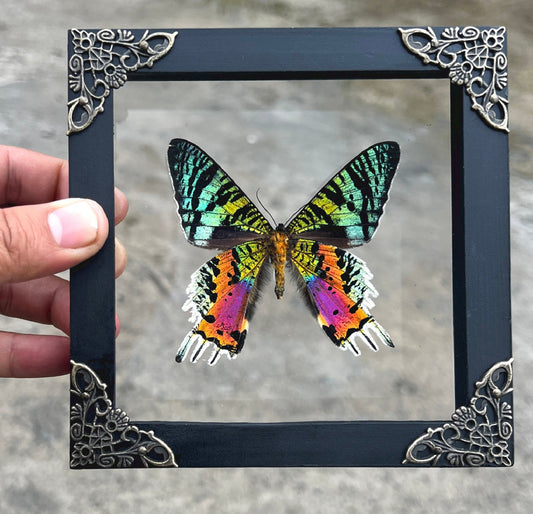 Real Glass Framed Sunset Moth Butterfly 3D Floating Shadow Box K14-29-KINH