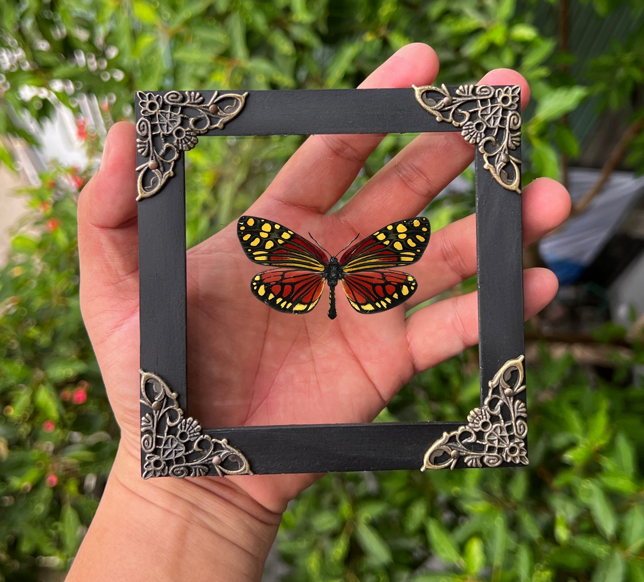 Real Framed Campylotes Histrionicus Butterfly Insect Glass Shadow Box K12-12-KINH