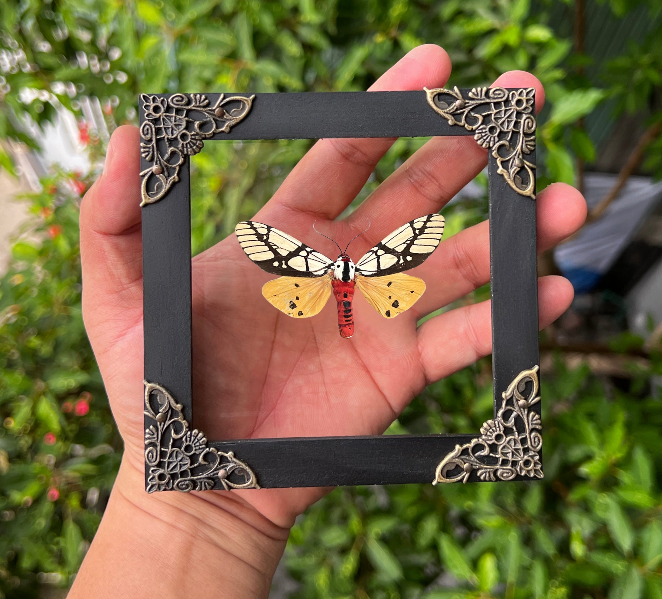 Real Framed Areas Galactina Moth Insect Glass Shadow Box Handmade K12-14-KINH