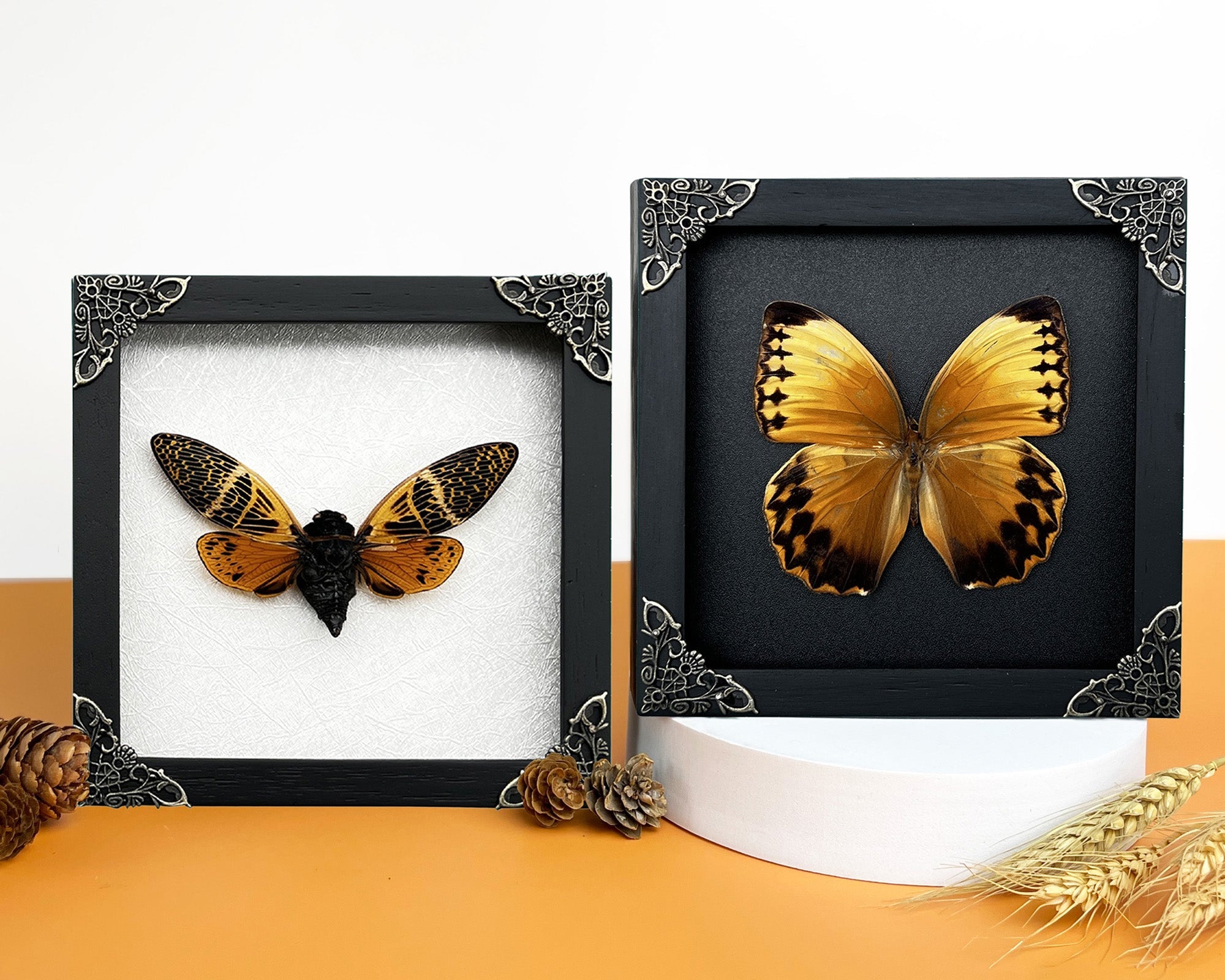 Pack of 2 Real Butterfly and Cicada Beetle Wooden Frame | Handmade Shadow Box Insect Oddity Taxidermy