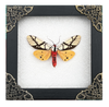 Real Framed Areas Galactina Moth Insect Shadow Box K12-14-TR