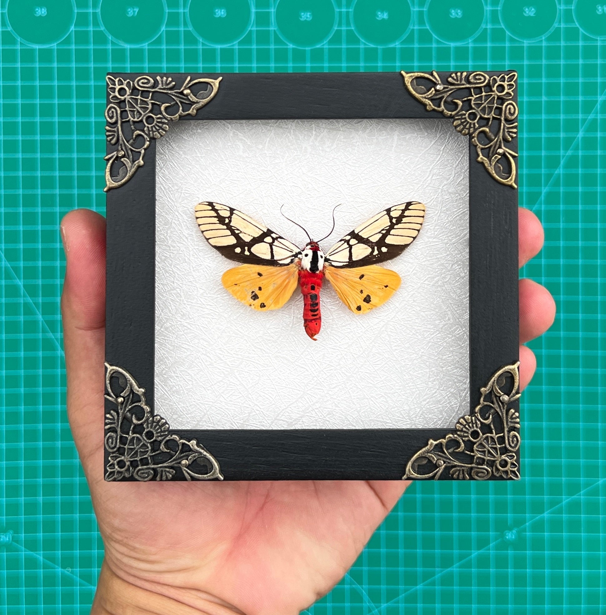 Real Framed Areas Galactina Moth Insect Shadow Box K12-14-TR