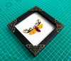 Real Framed Areas Galactina Moth Insect Shadow Box K12-14-TR