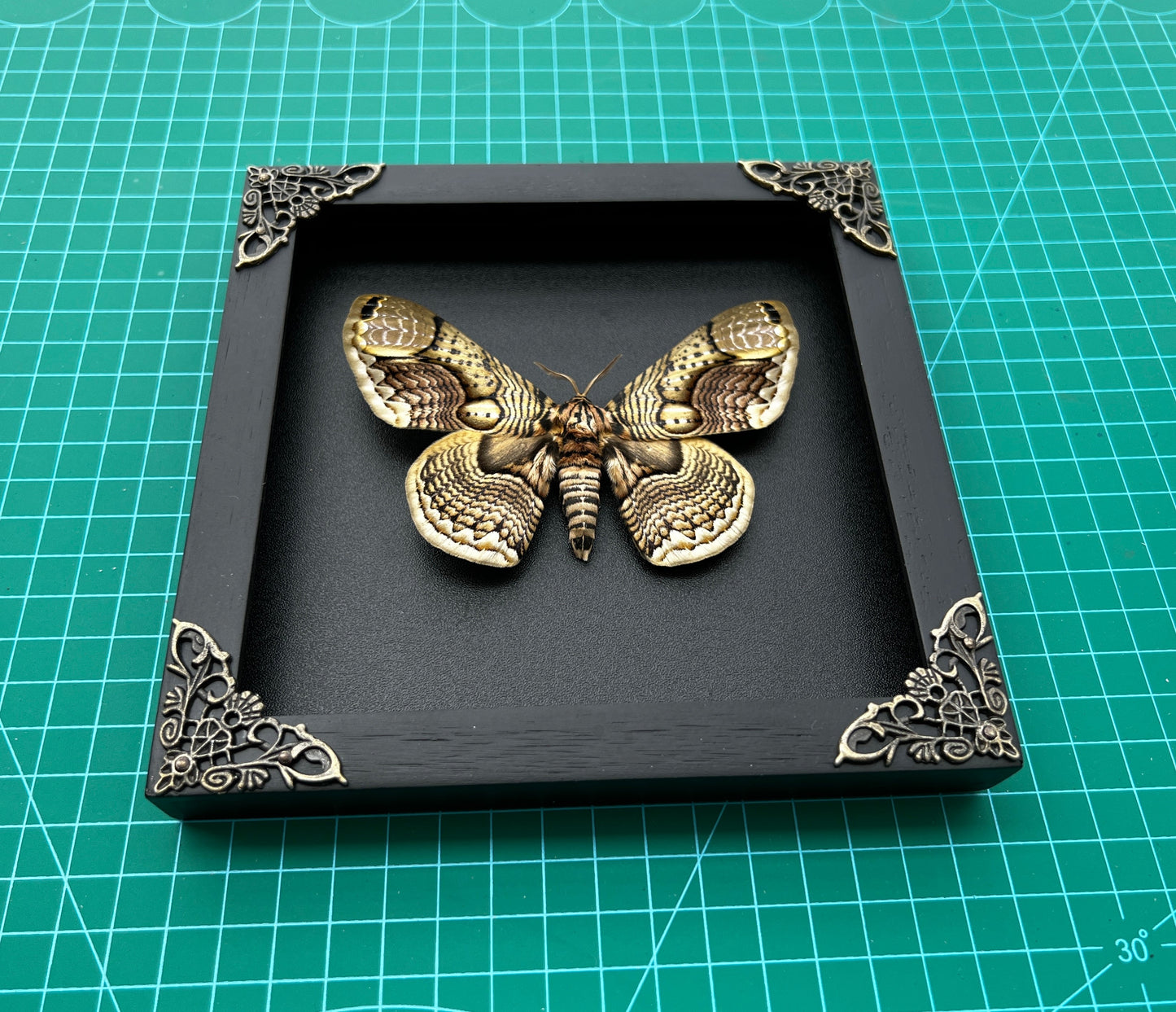 Real Brahmaeidae Moth Wooden Frame Dried Insect Specimens K18-03-DE