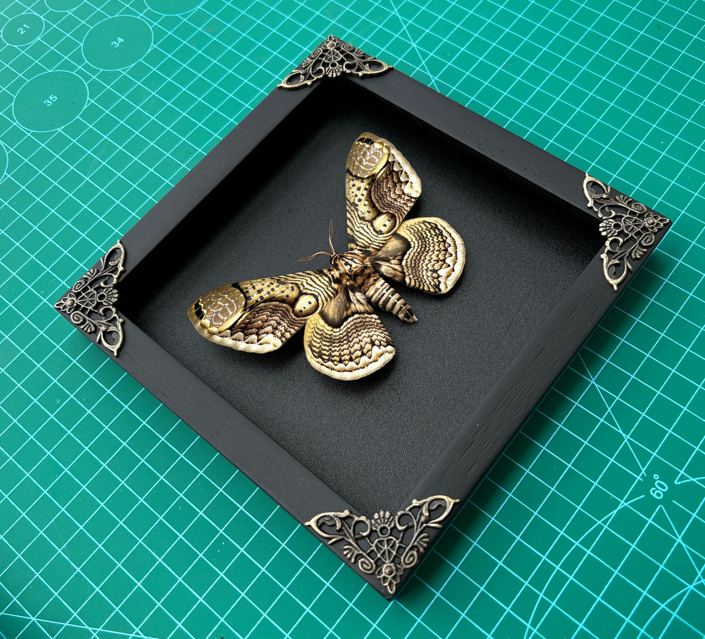 Real Brahmaeidae Moth Wooden Frame Dried Insect Specimens K18-03-DE