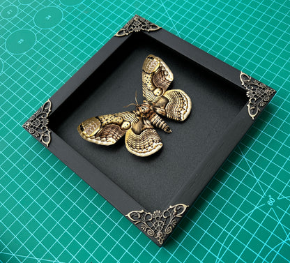 Real Brahmaeidae Moth Wooden Frame Dried Insect Specimens K18-03-DE