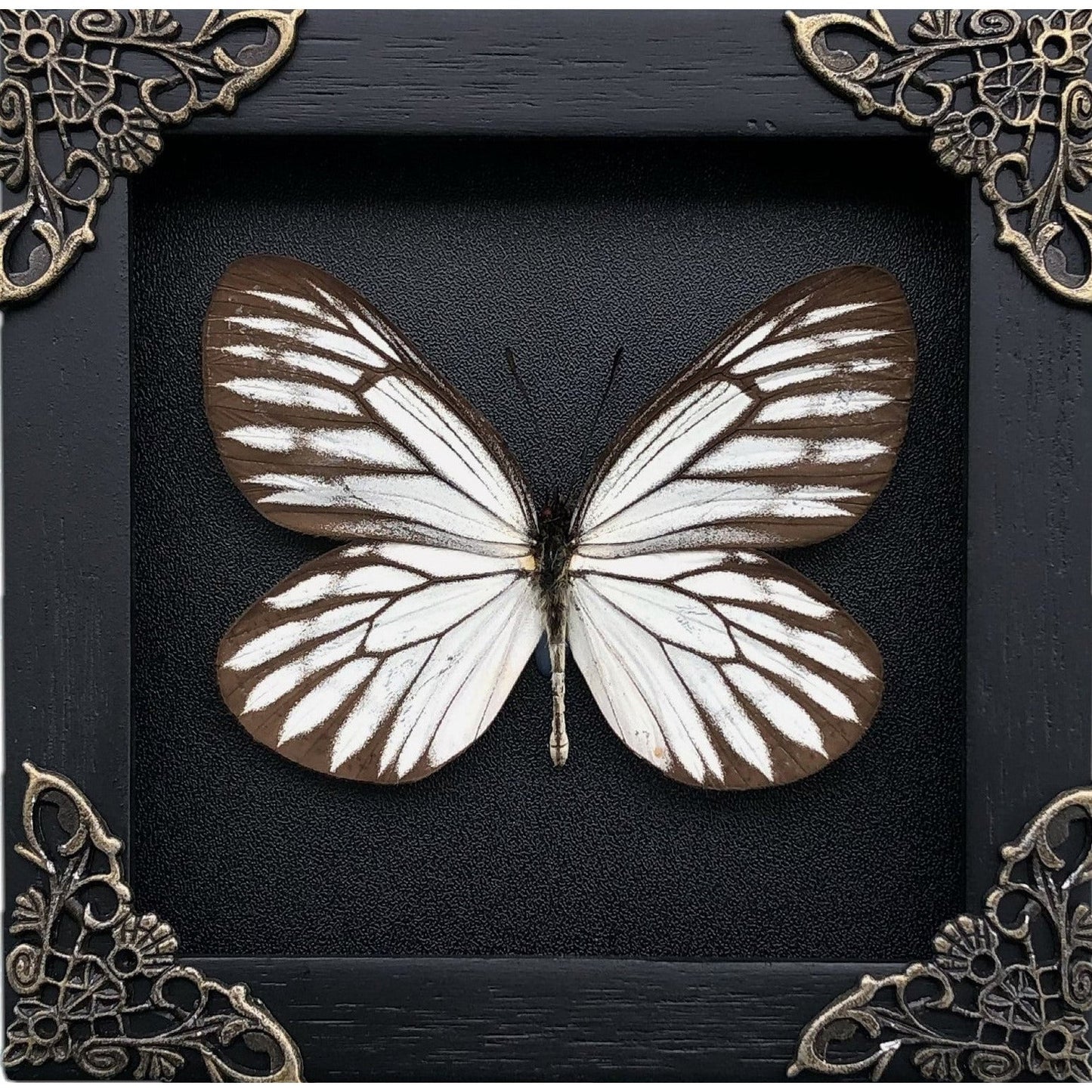 Real Framed Butterfly Black Wooden Shadow Box Dried Insect Lover Taxidermy Dead Bug Taxadermy Specimen Display Wall Art Hanging Decoration - Vinacreations