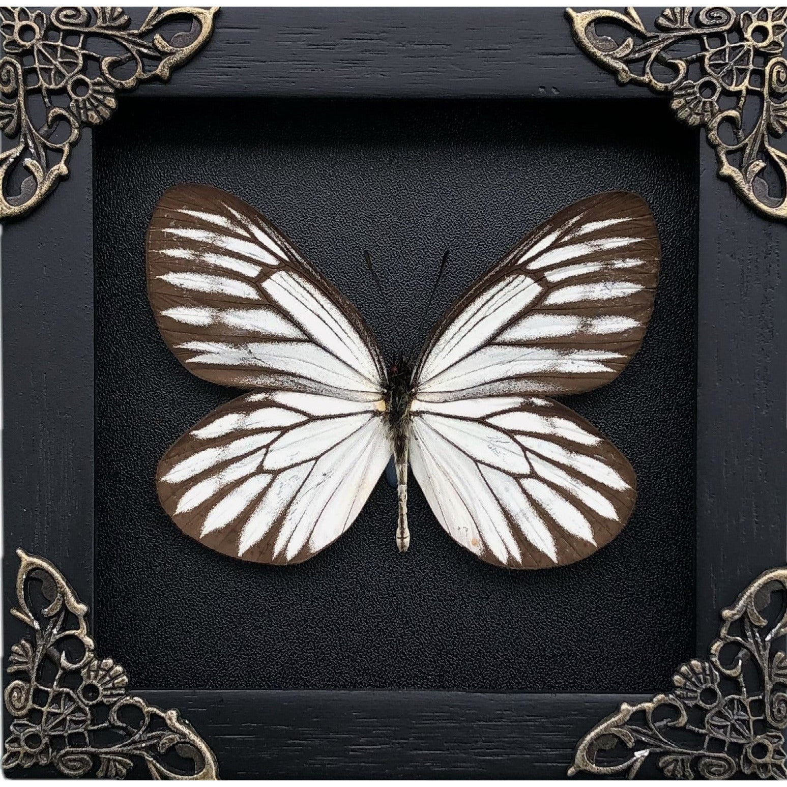 Real Framed Butterfly Black Wooden Shadow Box Dried Insect Lover Taxidermy Dead Bug Taxadermy Specimen Display Wall Art Hanging Decoration - Vinacreations