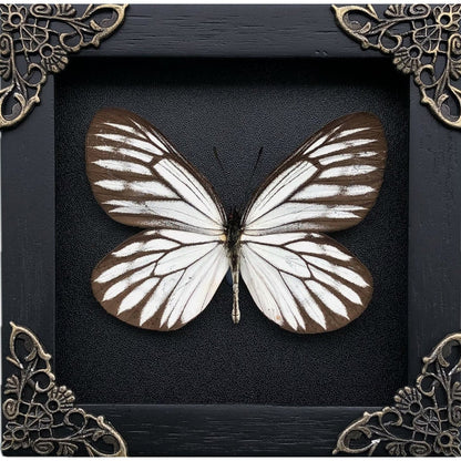 Real Framed Butterfly Black Wooden Shadow Box Dried Insect Lover Taxidermy Dead Bug Taxadermy Specimen Display Wall Art Hanging Decoration - Vinacreations