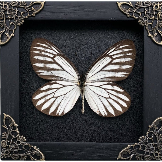 Real Framed Butterfly Black Wooden Shadow Box Dried Insect Lover Taxidermy Dead Bug Taxadermy Specimen Display Wall Art Hanging Decoration - Vinacreations