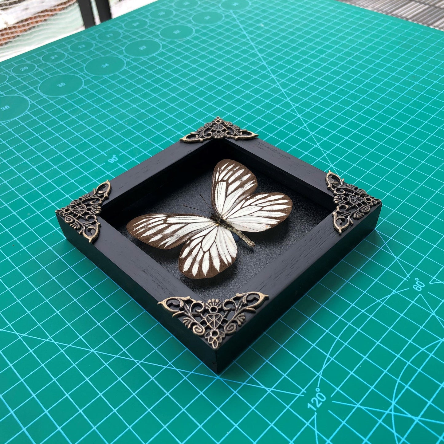 Real Framed Butterfly Black Wooden Shadow Box Dried Insect Lover Taxidermy Dead Bug Taxadermy Specimen Display Wall Art Hanging Decoration - Vinacreations