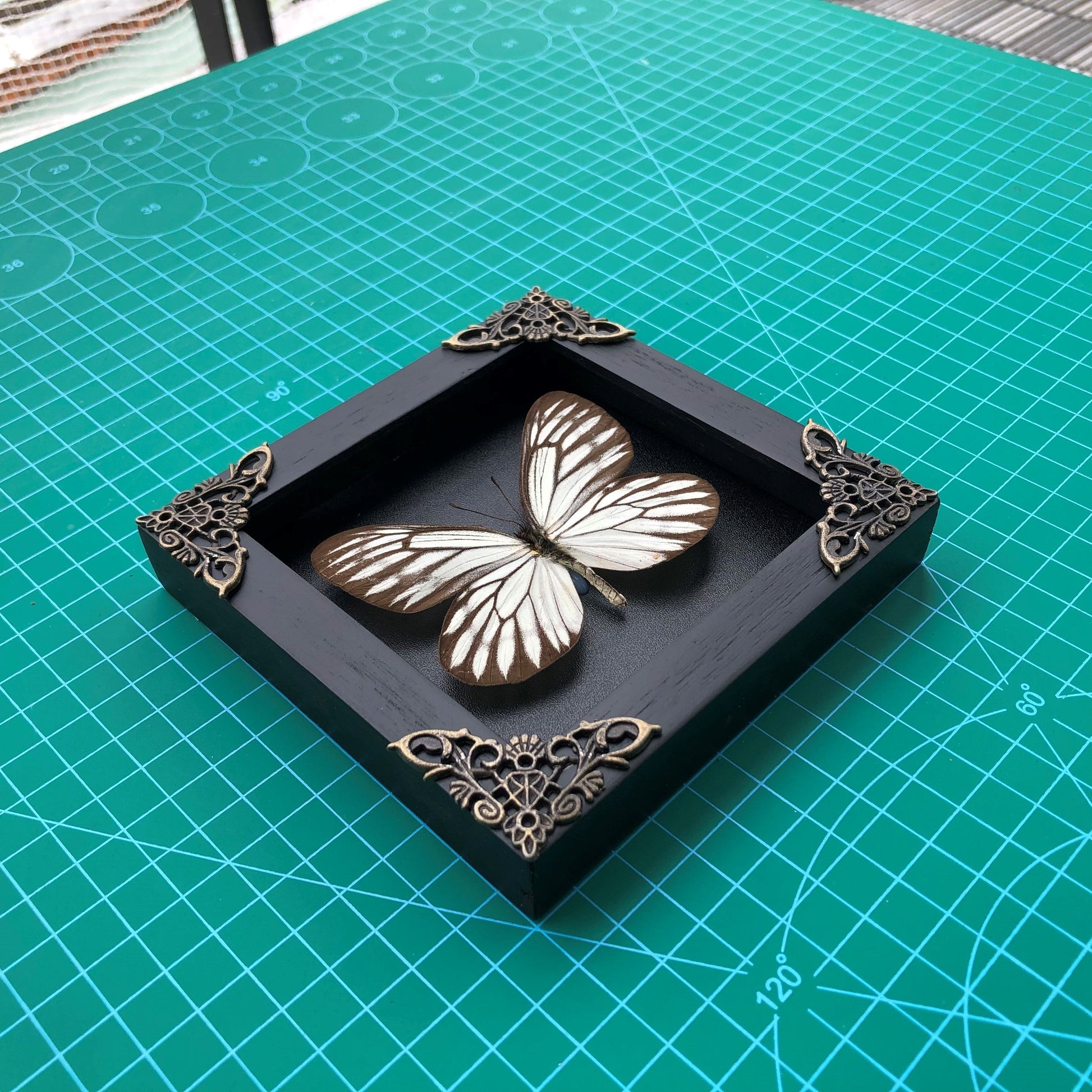 Real Framed Butterfly Black Wooden Shadow Box Dried Insect Lover Taxidermy Dead Bug Taxadermy Specimen Display Wall Art Hanging Decoration - Vinacreations