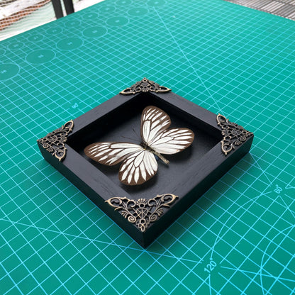 Real Framed Butterfly Black Wooden Shadow Box Dried Insect Lover Taxidermy Dead Bug Taxadermy Specimen Display Wall Art Hanging Decoration - Vinacreations