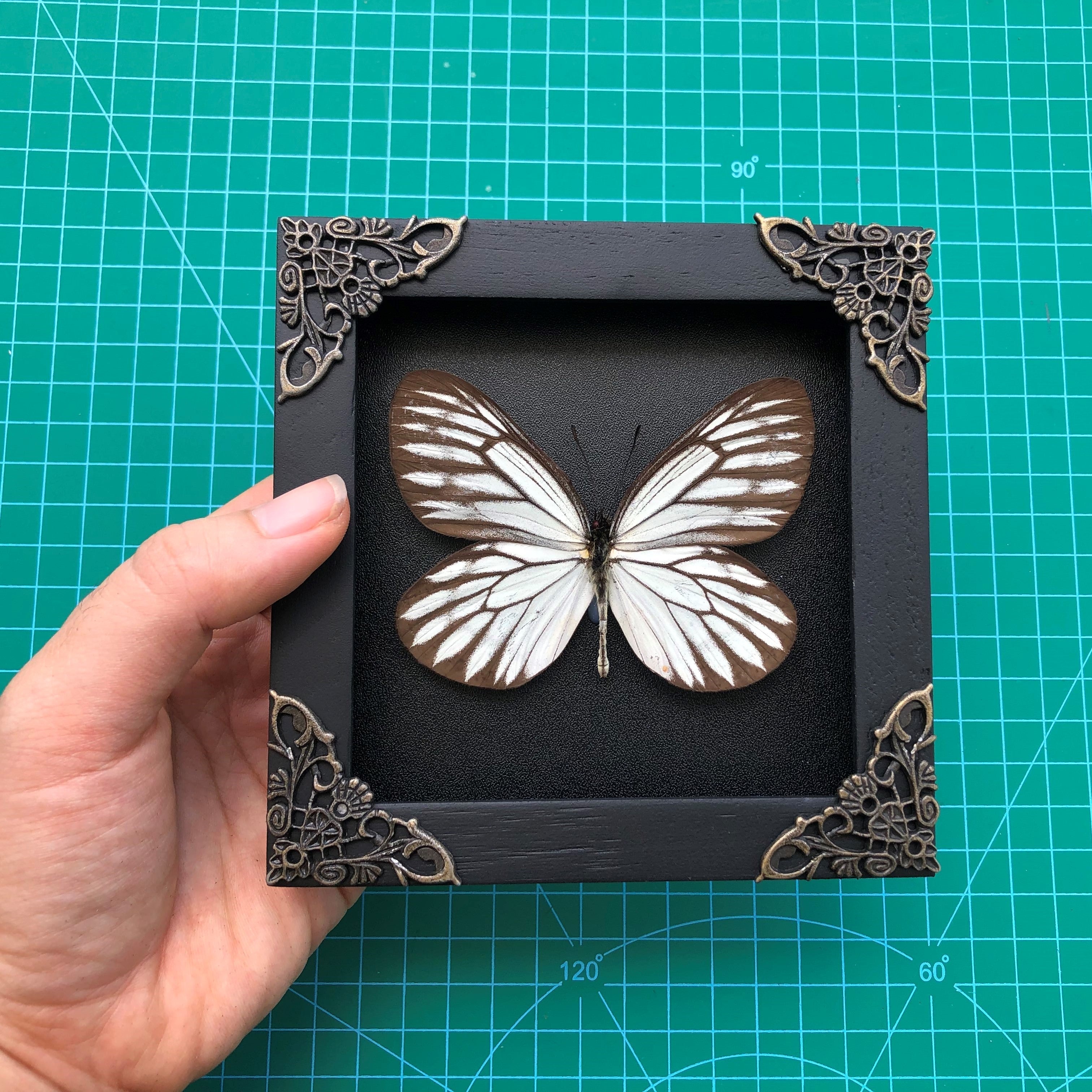 Real Framed Butterfly Black Wooden Shadow Box Dried Insect Lover Taxidermy Dead Bug Taxadermy Specimen Display Wall Art Hanging Decoration - Vinacreations